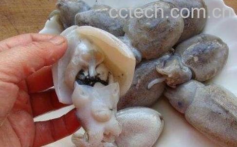 墨鱼对孩子的功效-1