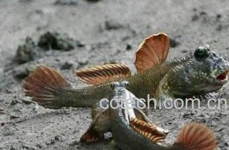 滩涂鱼的功效与作用-0