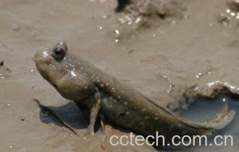 滩涂鱼的功效与作用-1