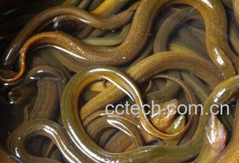 长鱼的营养价值及功效-0