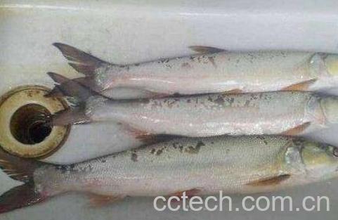 黄钻鱼的营养价值及功效-1