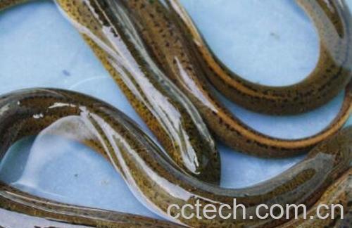 长鱼的营养价值及功效-1