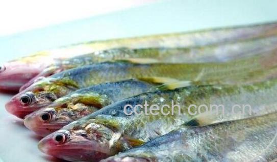 长江子鱼的功效与作用-0