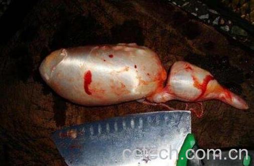 鱼胆的功效与禁忌 鱼胆中毒怎么办-1