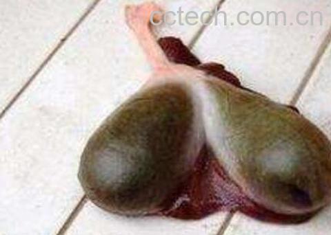 鱼胆的功效与禁忌 鱼胆中毒怎么办-0