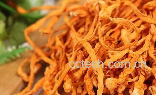 虫草花的功效与作用及禁忌-0