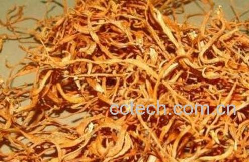 虫草花的功效与作用及禁忌-1