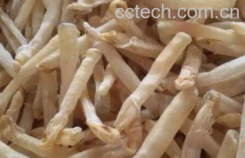 白沙虫干的功效与作用-1