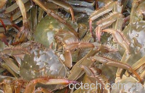 活螃蟹怎么保存 活螃蟹如何让它保活-0