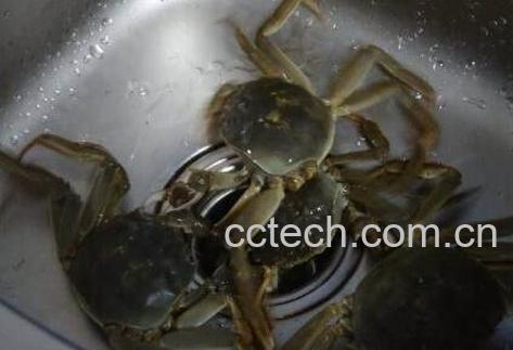 活螃蟹怎么保存 活螃蟹如何让它保活-1