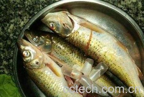 马郎鱼的功效营养与药用价值-0