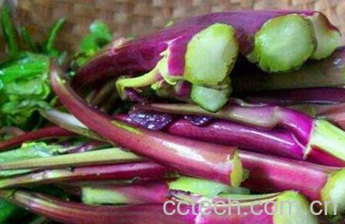 紫菜苔的功效与作用-1