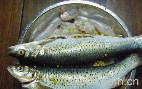 马郎鱼的功效营养与药用价值-1