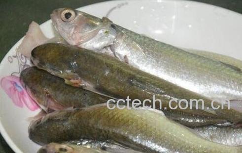 马友鱼的功效与作用-1