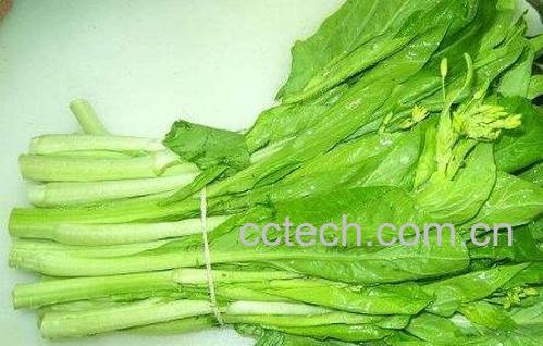 干油菜苔的功效与药用-1