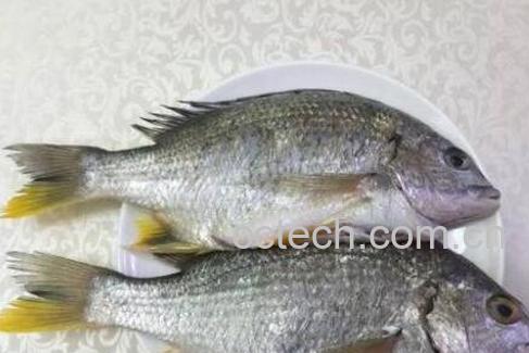 黄翅鱼有什么功效-1