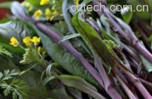 菜苔花有什么营养价值-1