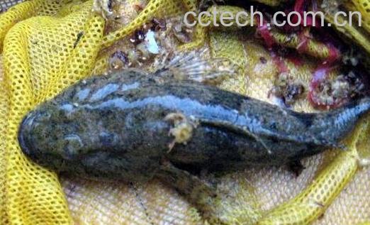  竹壳鱼的功效与作用及食用方法-0