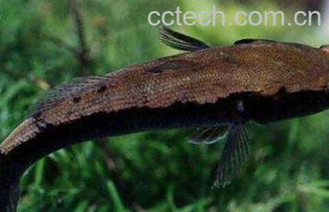  竹壳鱼的功效与作用及食用方法-1