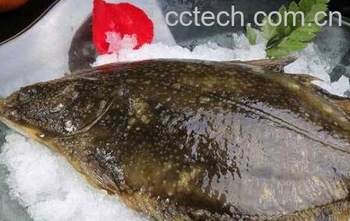 左口鱼的功效与作用-0