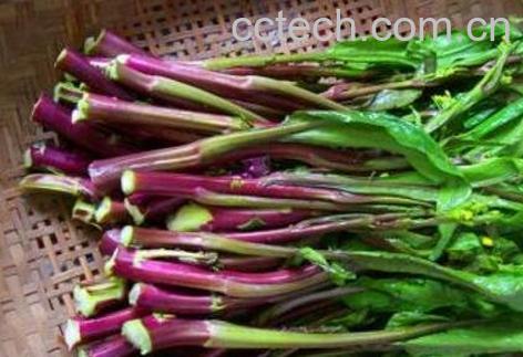 吃紫菜苔有什么好处-0