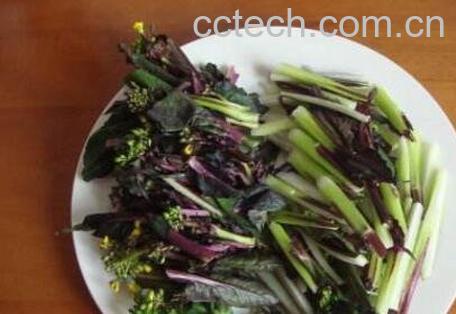 菜苔干怎么做 菜苔干的腌制方法-1