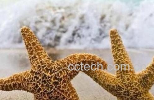 海星怎么吃 海星的吃法技巧-1