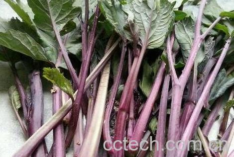 菜苔如何长期保存-1