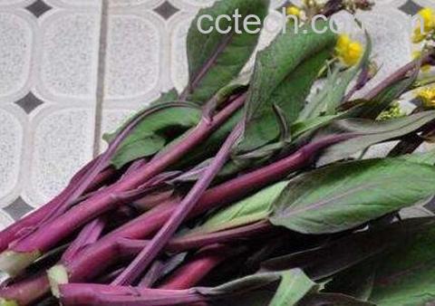 菜苔如何长期保存-0