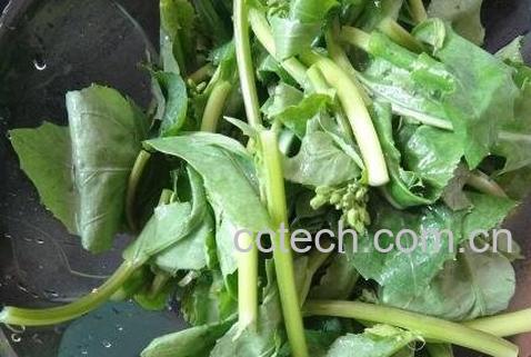 韩国油菜苔的腌制方法-1