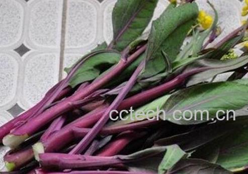 红菜苔的功效与作用-0