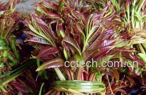 吃香椿的好处和坏处-0