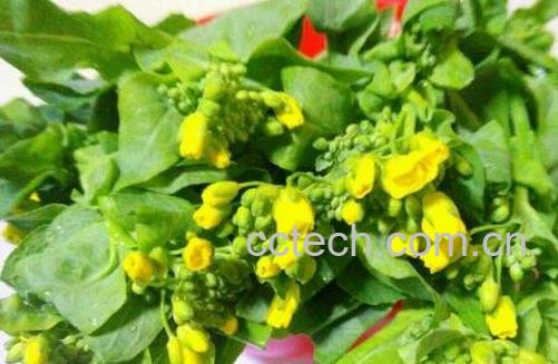 菜苔的花可以吃吗 菜苔的花怎么食用-1