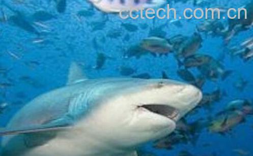 鲨鱼软骨素的功效和作用-0