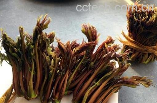 吃香春芽的好处和坏处-0