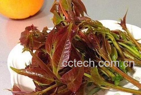 吃香春芽的好处和坏处-1