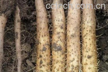 山药痒手怎么办 山药痒手的解决方法-1