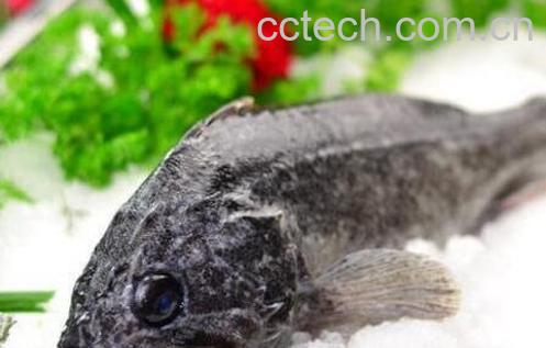 黑z鱼的功效与作用-0