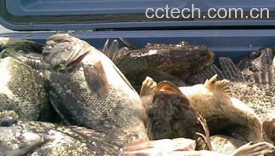 黑z鱼的功效与作用-1