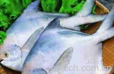 昌鱼的功效与作用-0