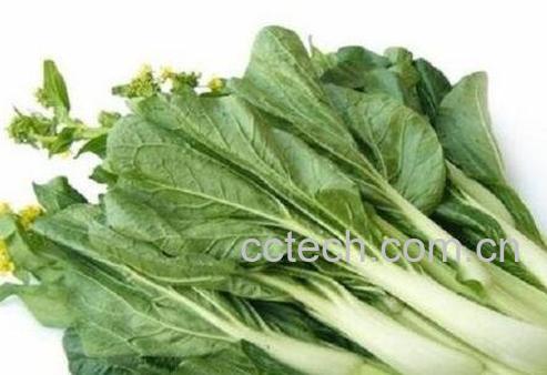 大白菜苔的功效与作用-1