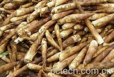 怎样挑选春笋-0