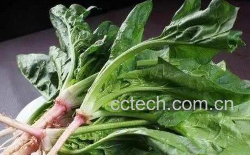 矮菠菜图片 吃矮菠菜的好处-1