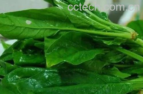 矮菠菜图片 吃矮菠菜的好处-0