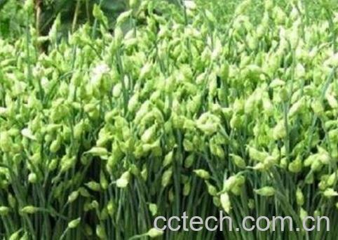 吃韭菜苔的好处和副作用-1