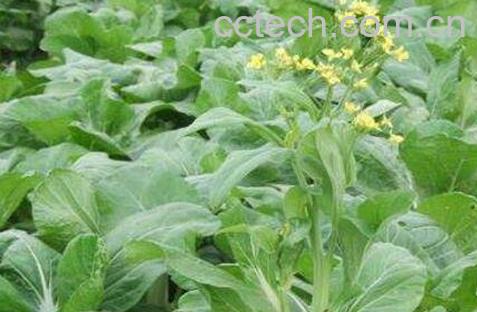 吃白菜苔有什么好处和坏处-0