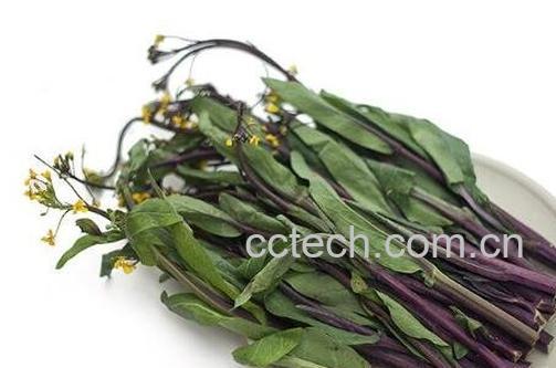 白菜苔和红菜苔的功效-1