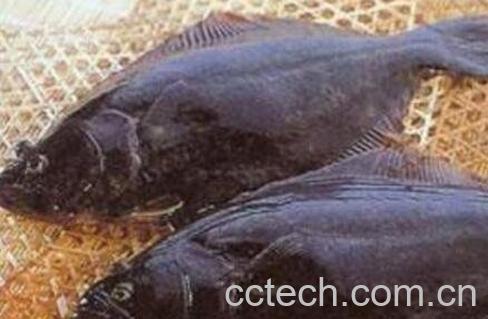 鼓眼鱼的功效与作用-0