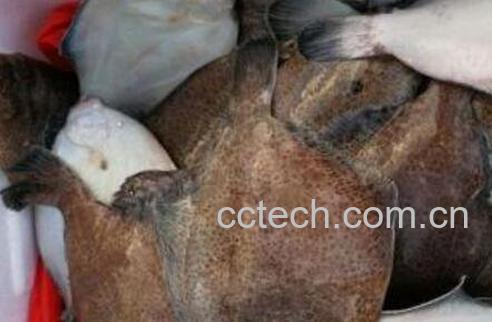 鼓眼鱼的功效与作用-1