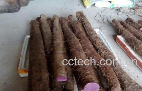 紫玉淮山药的功效与作用-0